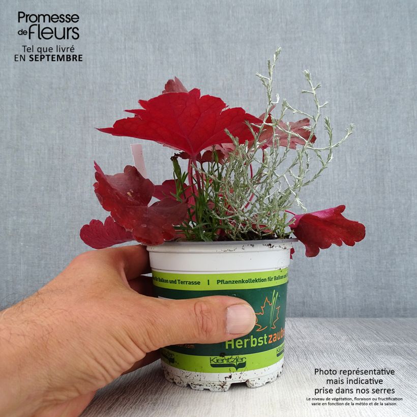 Morning Stroll Composition - Composition of 3 young plants 12cm pot sample as delivered in autumn