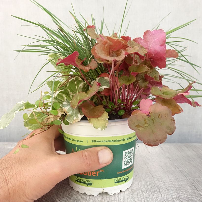 Sunkissed Blend - blend of 4 young plants 12cm pot sample as delivered in summer
