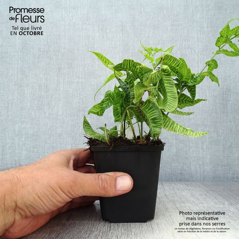 Coniogramme emeiensis 8/9 cm pot sample as delivered in autumn