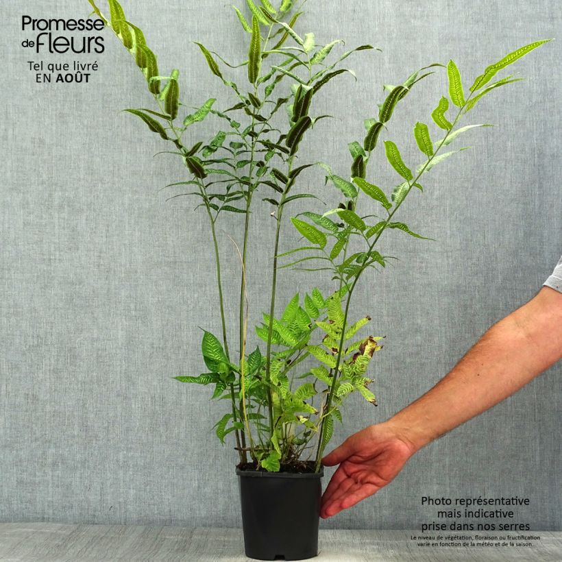 Coniogramme emeiensis 2L/3L pot sample as delivered in summer
