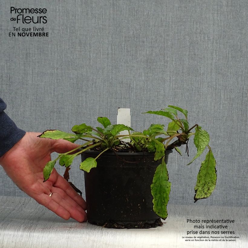 Symphytum grandiflorum - Comfrey 2L/3L pot sample as delivered in autumn