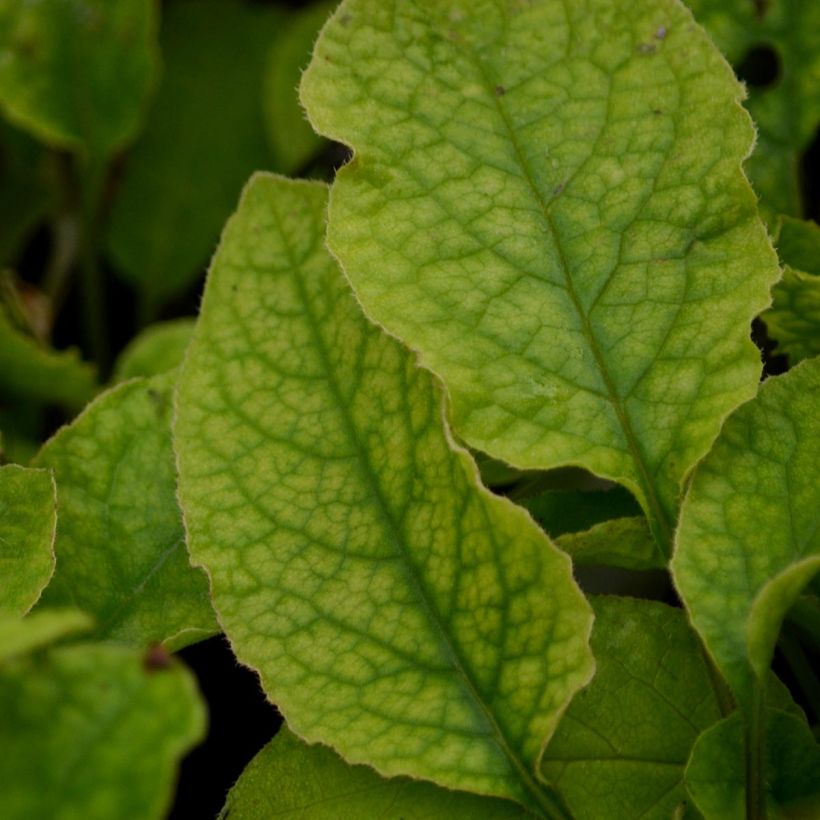 Symphytum Hidcote Blue - Comfrey (Foliage)