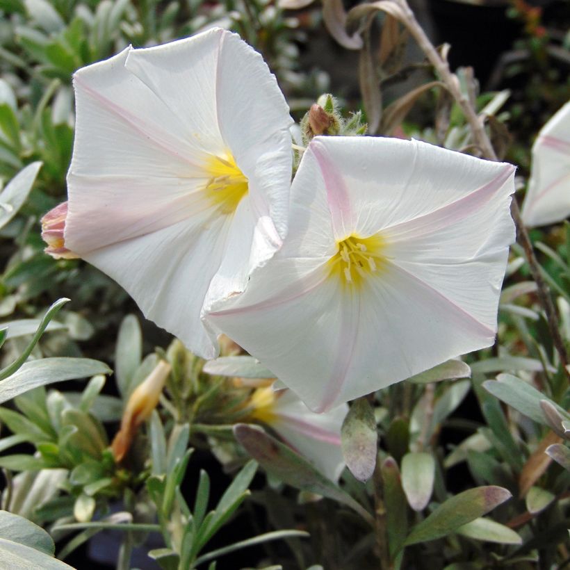 Convolvulus cneorum - Silver bindweed (Flowering)