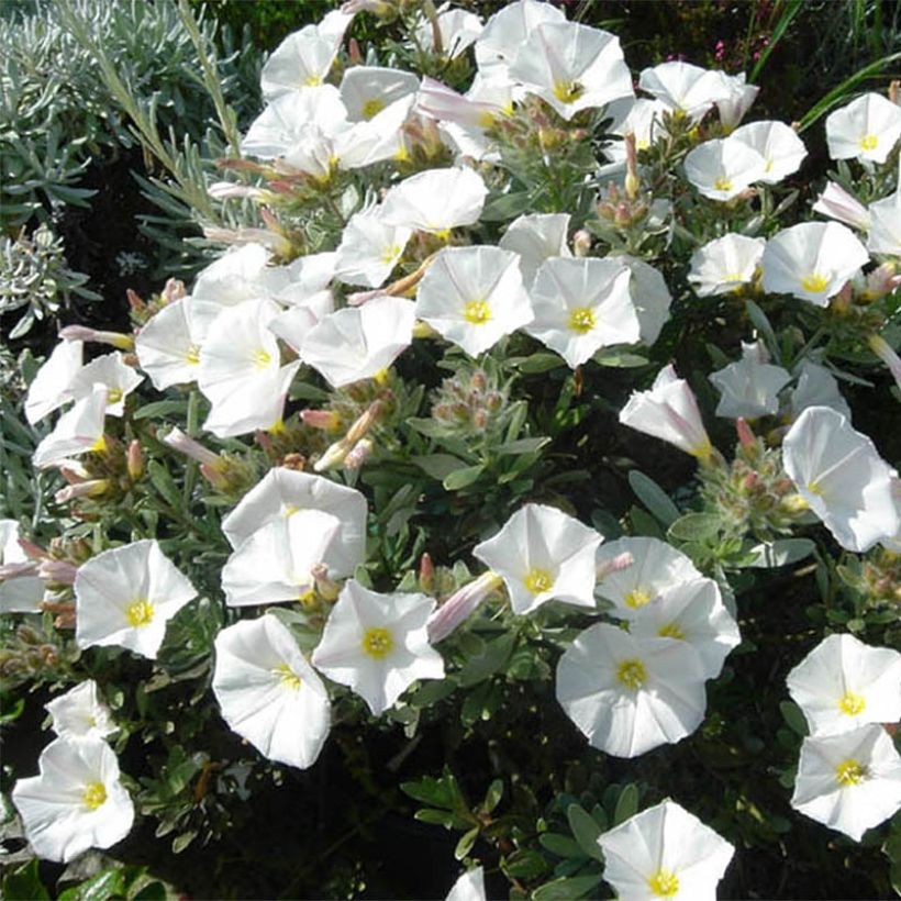 Convolvulus cneorum - Silver bindweed (Plant habit)