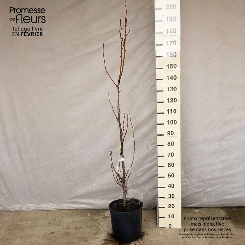 Liquidambar styracyflua Stella - American Sweetgum 7.5L/10L pot sample as delivered in winter