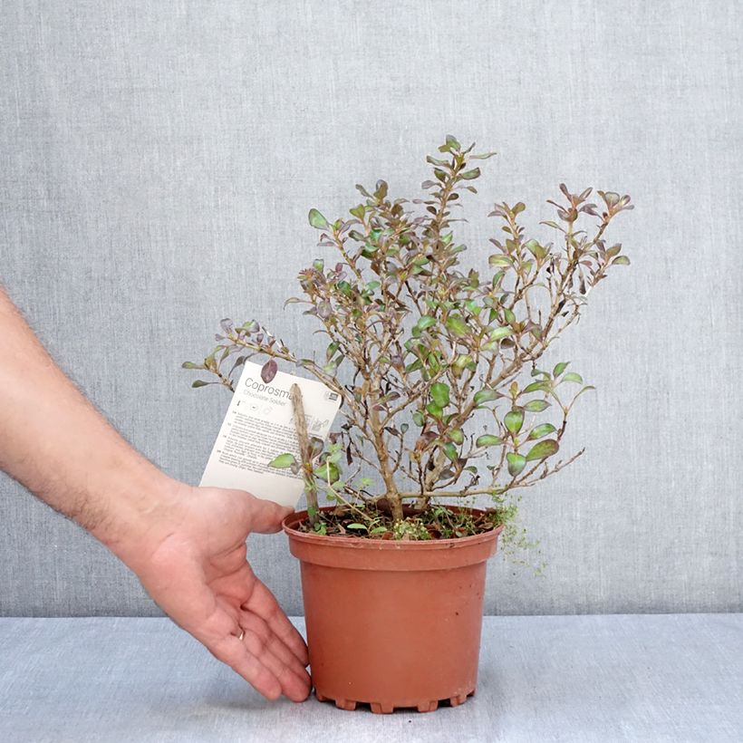 Coprosma Chocolate Soldier 2L/3L pot sample as delivered in summer