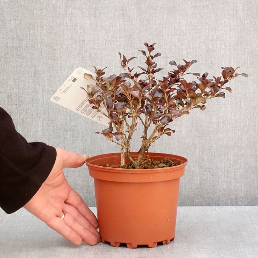 Coprosma Chocolate Soldier 2L/3L pot sample as delivered in winter