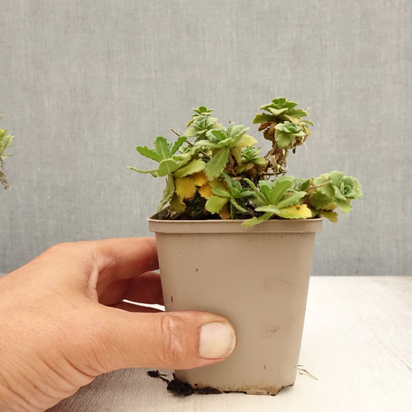 Arabis Caucasica Bakkely 8/9 cm pot sample as delivered in summer