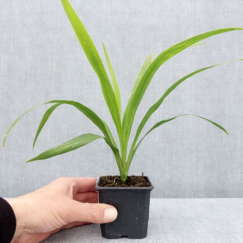 Cordyline australis Emerald Star 8/9 cm pot sample as delivered in spring