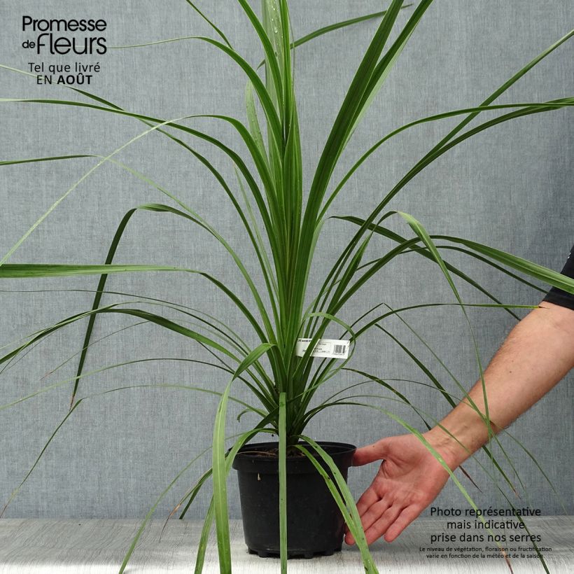 Cordyline australis - Cabbage Tree 3L/4L pot sample as delivered in summer
