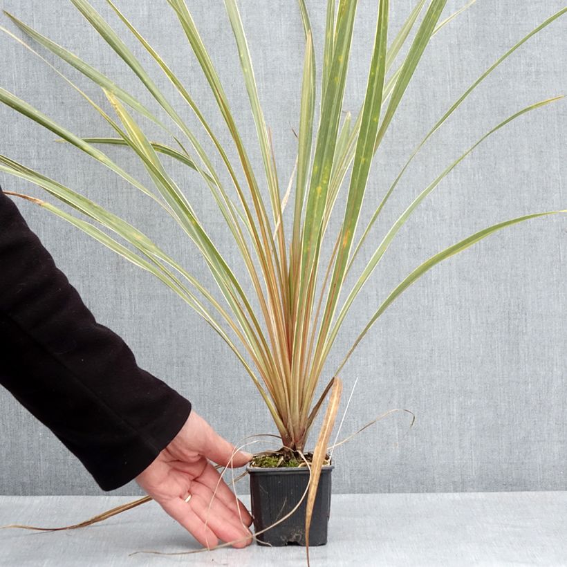 Cordyline australis Fantasy  8/9 cm pot sample as delivered in spring