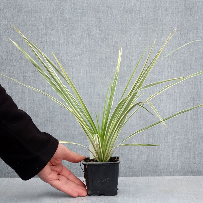 Cordyline australis Lime Passion  8/9 cm pot sample as delivered in spring
