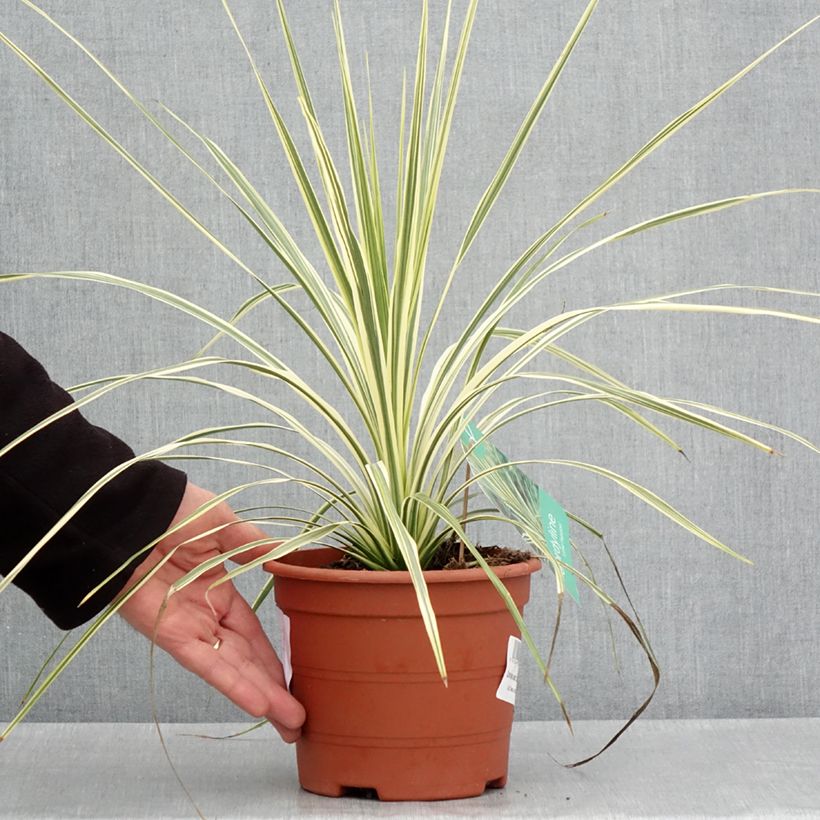 Cordyline australis Lime Passion  2L/3L pot sample as delivered in spring