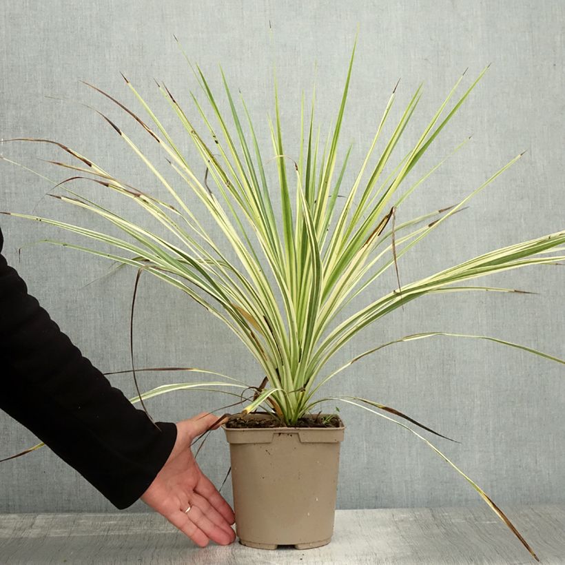 Cordyline australis Lime Passion  2L/3L pot sample as delivered in autumn