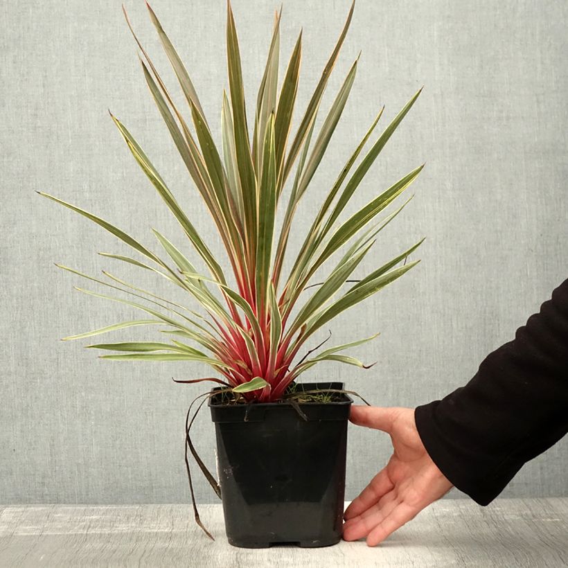 Cordyline australis Magic Star 3L/4L pot sample as delivered in autumn