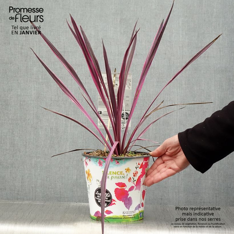 Cordyline australis Pink passion - Cabbage Tree sample as delivered in winter