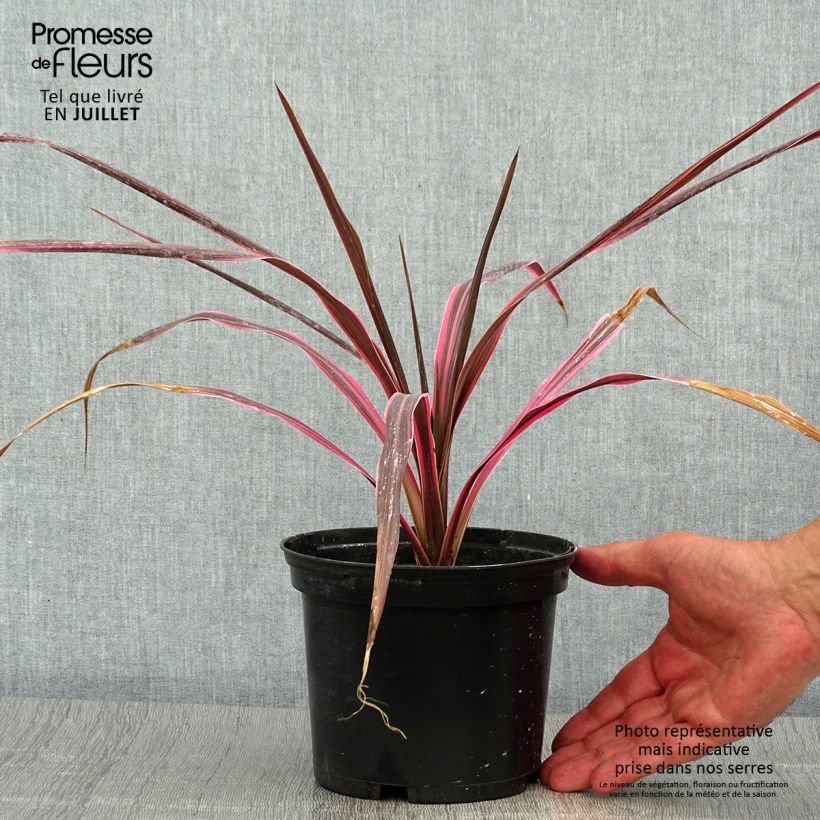 Cordyline australis Southern Splendour - Cabbage Tree 2L/3L pot sample as delivered in summer
