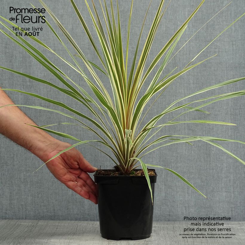 Cordyline australis Torbay Dazzler - Cabbage Tree 2L/3L pot sample as delivered in summer