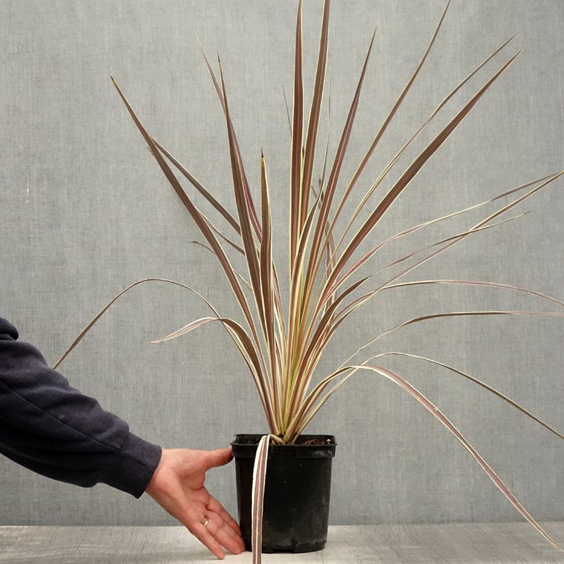 Cordyline banksii Electric Flash - Cabbage Tree 3L/4L pot sample as delivered in summer
