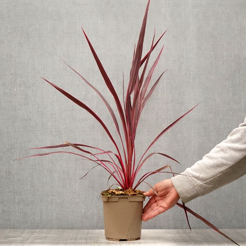 Cordyline banksii Electric Pink - Cabbage Tree 3L/4L pot sample as delivered in summer