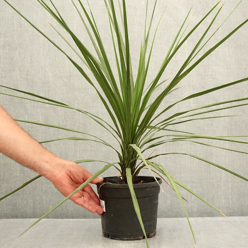 Cordyline indivisa - Mountain Cabbage Tree 3L/4L pot sample as delivered in summer