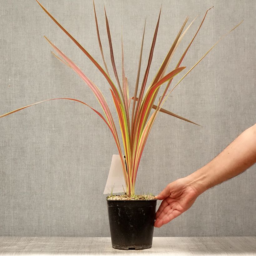 Cordyline banksii Electric Star - Cabbage Tree 3L/4L pot sample as delivered in summer