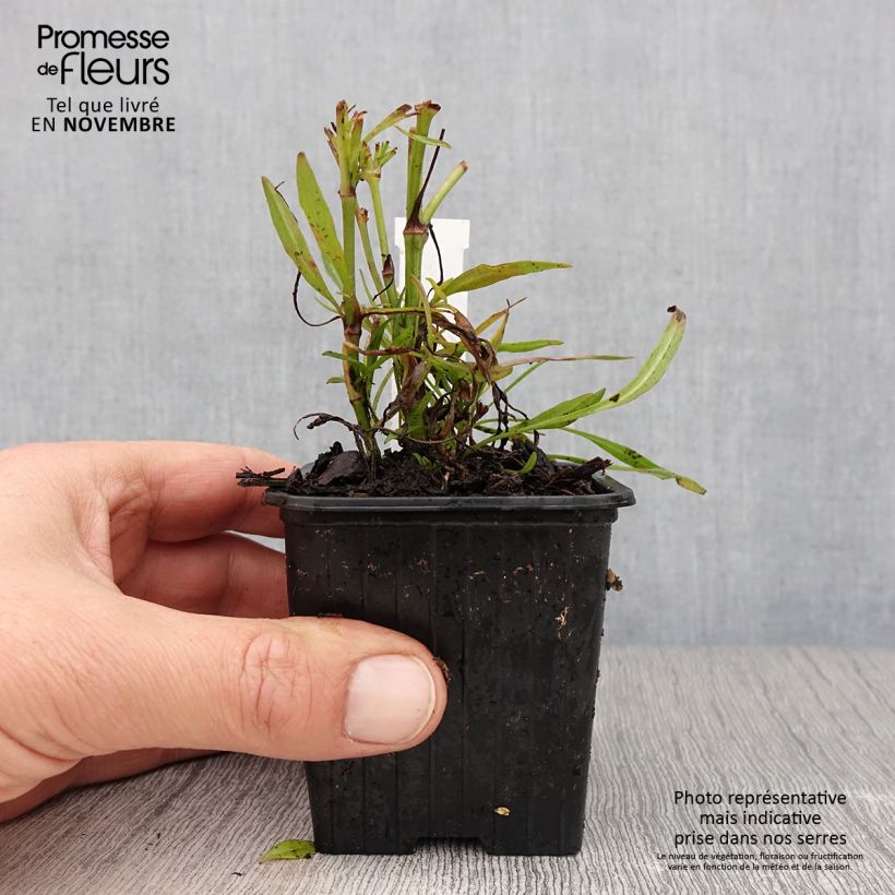 Coreopsis Cosmic Eye 8/9 cm pot sample as delivered in autumn