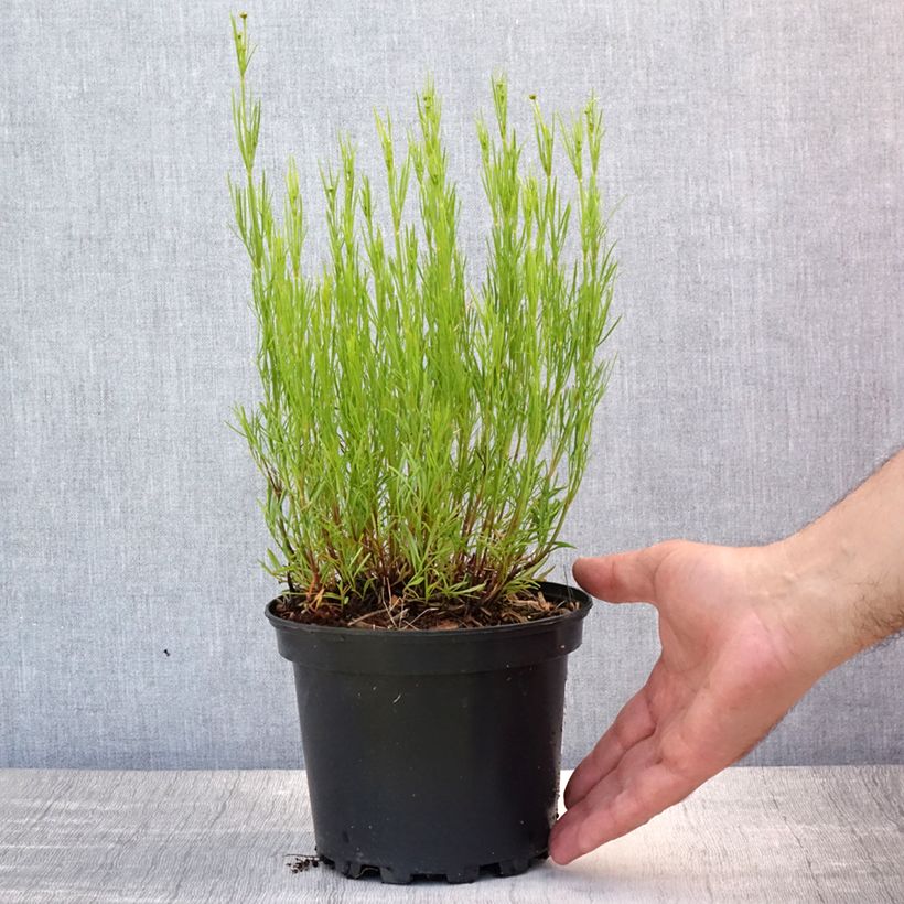 Coreopsis Cosmic Eye 2L/3L pot sample as delivered in summer
