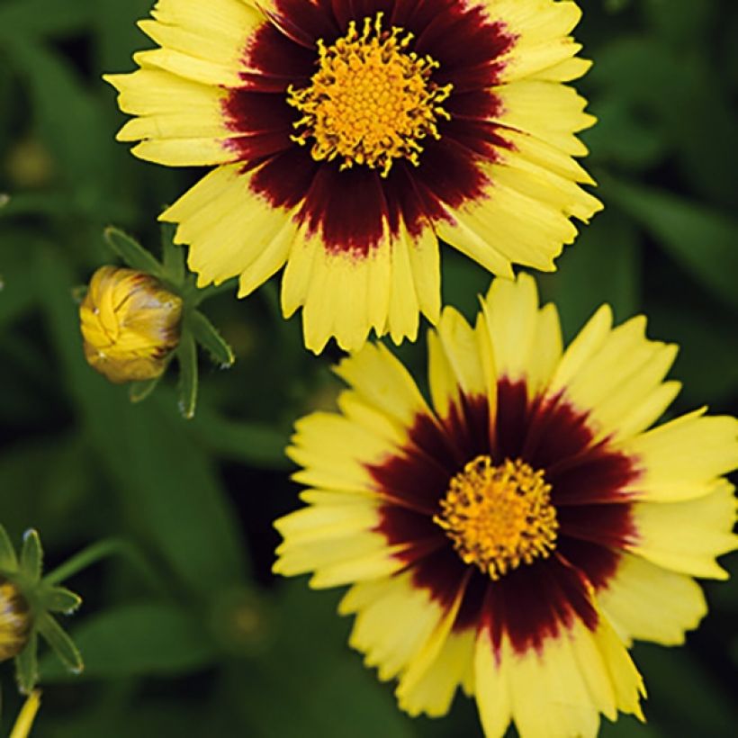 Coreopsis UpTick Yellow and Red (Flowering)
