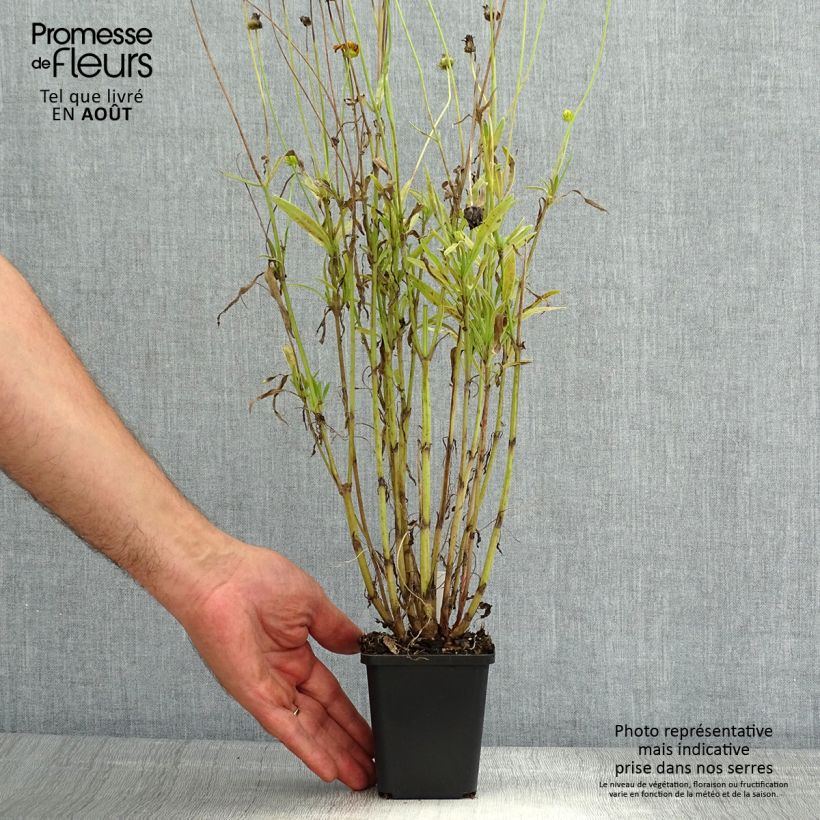 Coreopsis Baby Gold 8/9 cm pot sample as delivered in summer