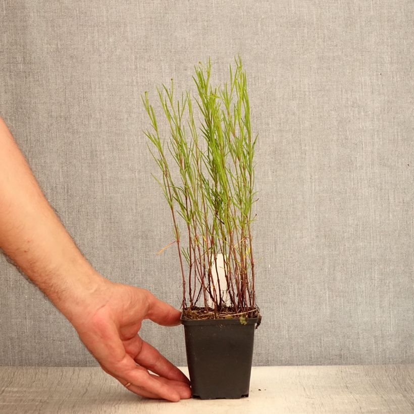 Coreopsis Limerock Passion 8/9 cm pot sample as delivered in summer