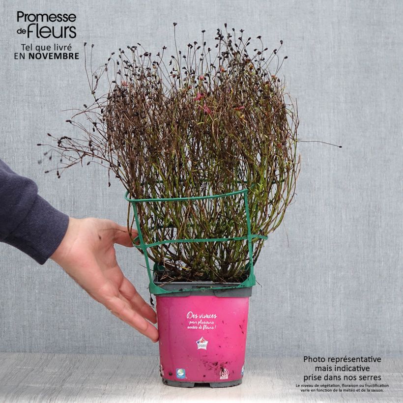 Coreopsis Limerock Passion 2L/3L pot sample as delivered in autumn
