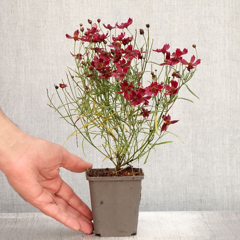 Coreopsis Limerock Ruby 8/9 cm pot sample as delivered in summer