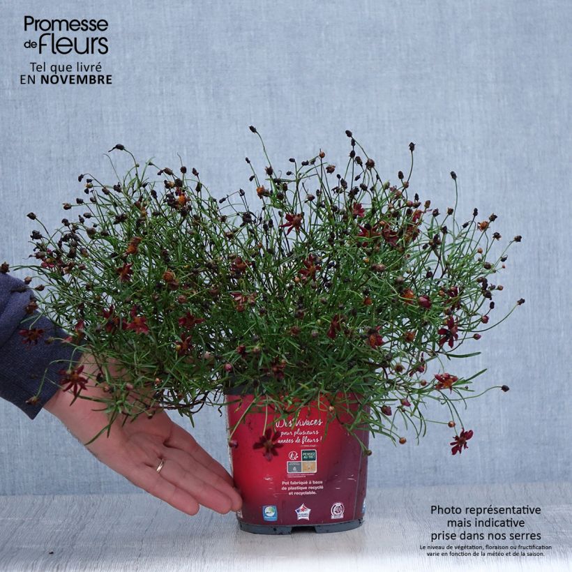 Coreopsis Limerock Ruby 2L/3L pot sample as delivered in autumn