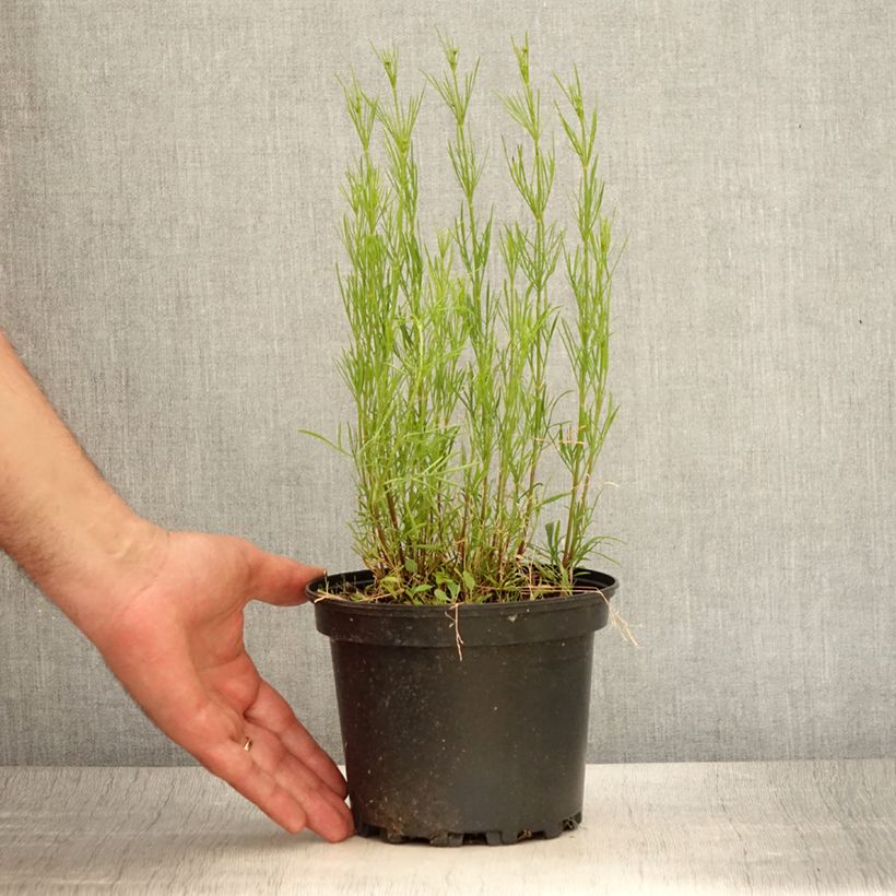 Coreopsis verticilliata Red Satin 2L/3L pot sample as delivered in summer