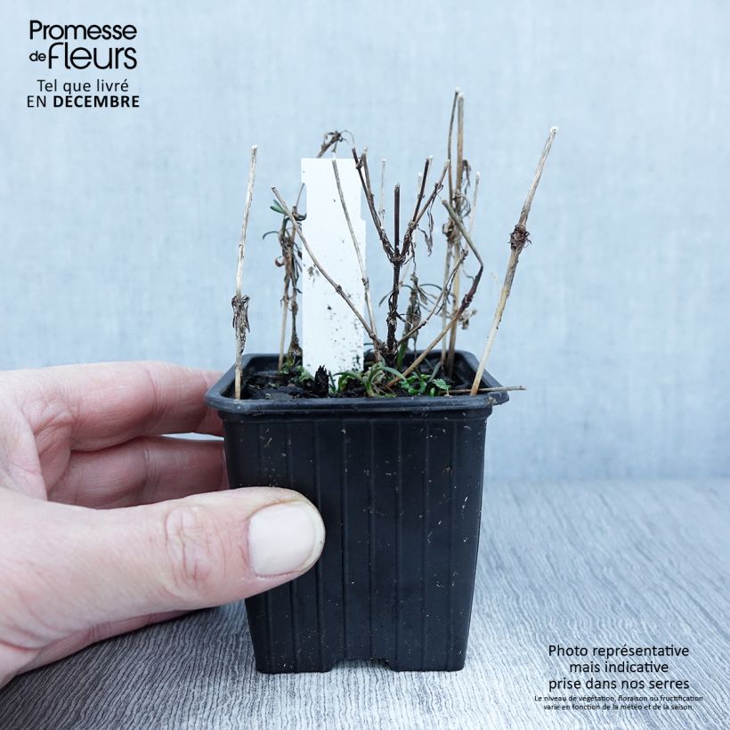 Coreopsis rosea Nana 8/9 cm pot sample as delivered in autumn