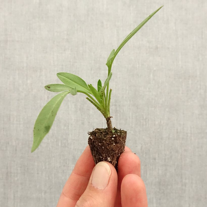 Coreopsis UpTick Cream Plug plant 3/4cm sample as delivered in spring