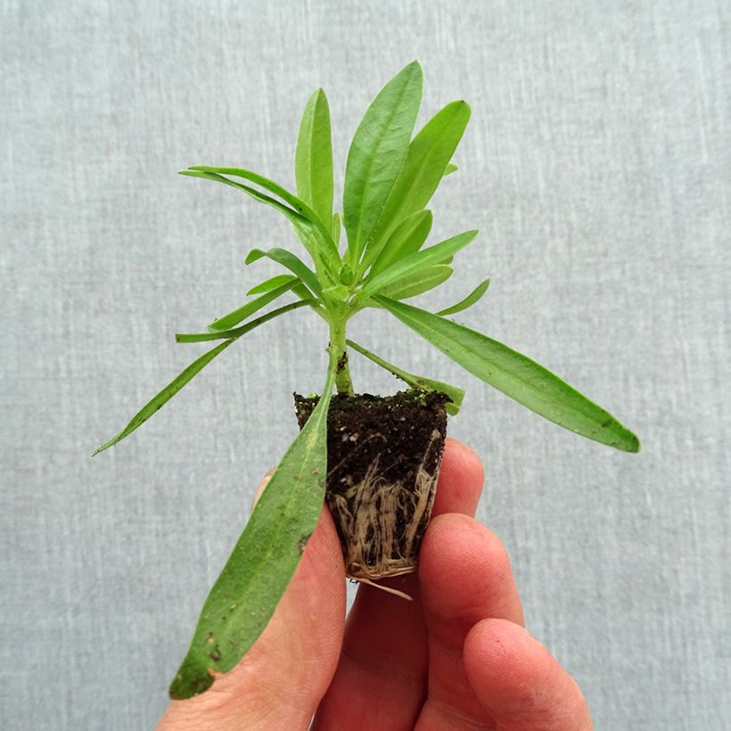 Coreopsis UpTick Yellow and Red Plug plant 3/4cm sample as delivered in spring