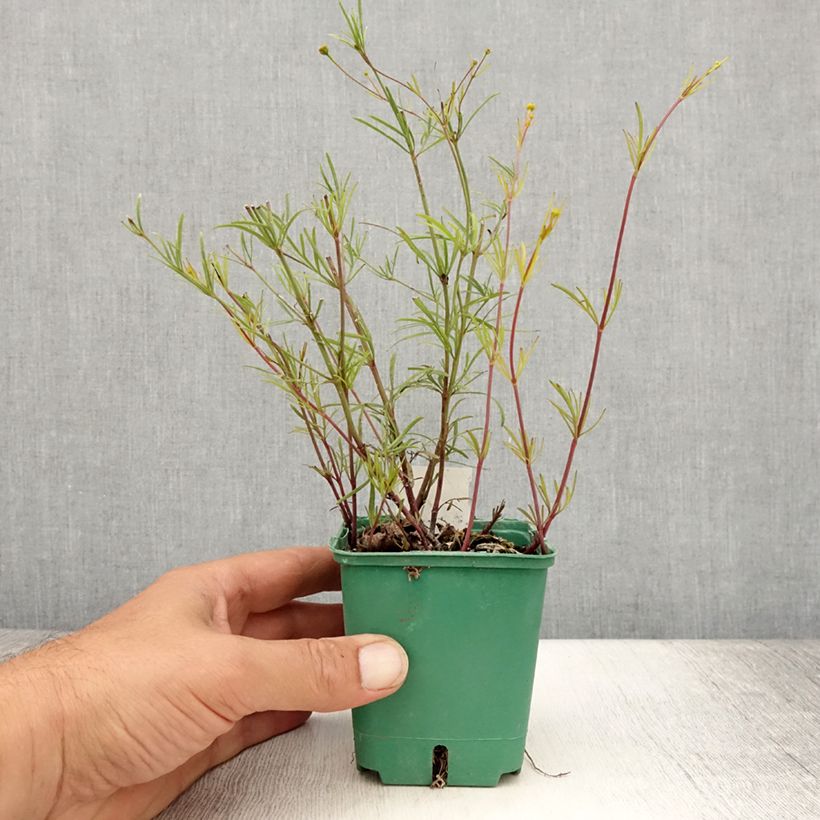 Coreopsis verticillata Sunbeam 8/9 cm pot sample as delivered in summer