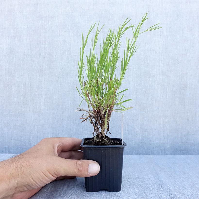 Coreopsis verticillata Bengal Tiger 8/9 cm pot sample as delivered in summer