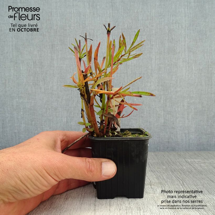 Coreopsis verticillata Bengal Tiger 8/9 cm pot sample as delivered in autumn