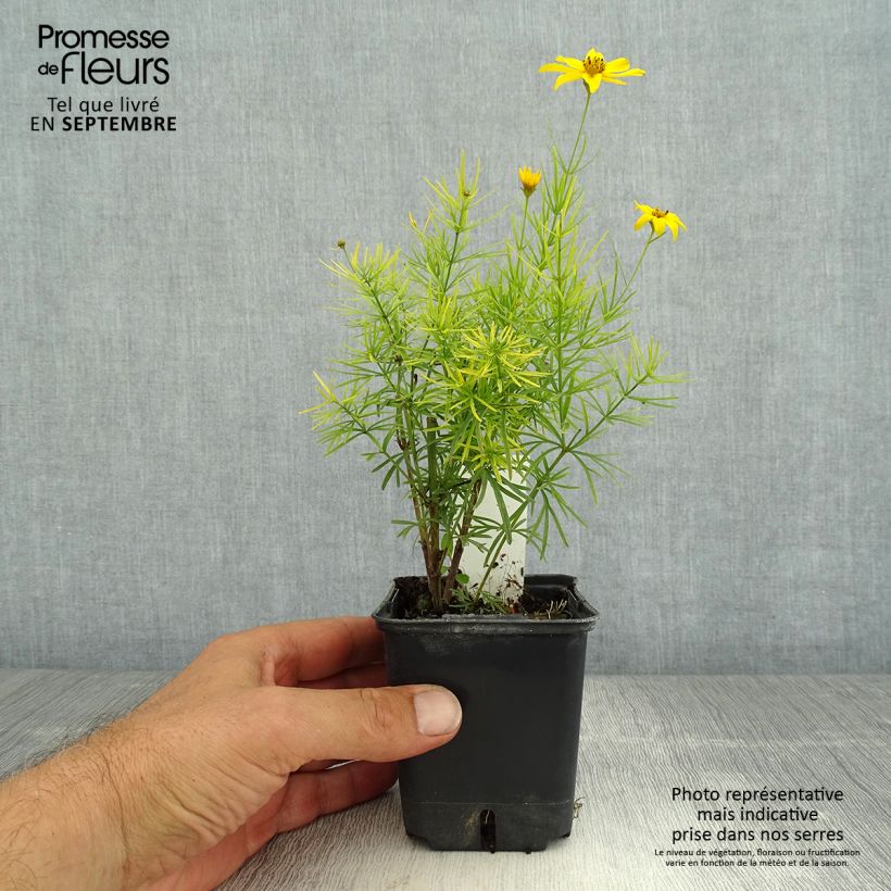Coreopsis verticillata Zagreb 8/9 cm pot sample as delivered in summer