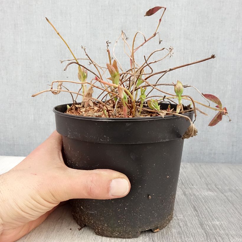 Cornus canadensis - Flowering Dogwood sample as delivered in spring