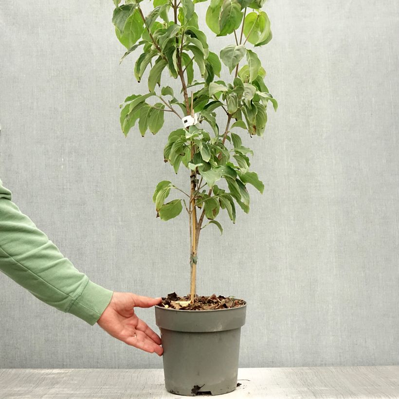 Cornus kousa Schmetterling - Flowering Dogwood 4L/5L pot sample as delivered in summer