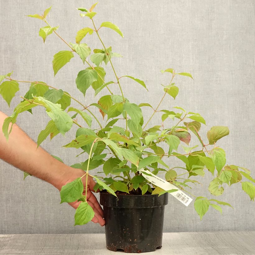 Cornus sanguinea Annys Winter Orange - Common Dogwood 2L/3L pot sample as delivered in summer