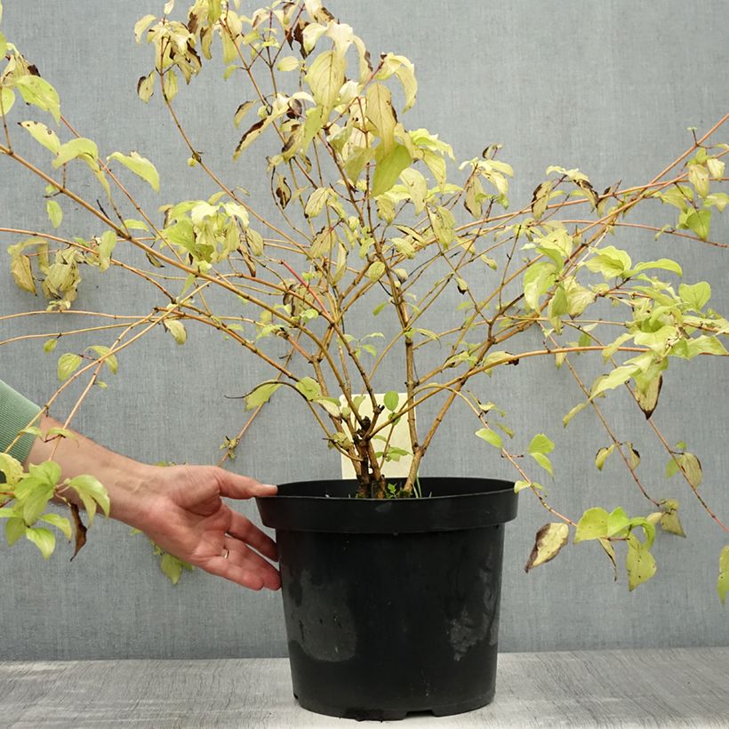 Cornus sanguinea Annys Winter Orange - Common Dogwood 7.5L/10L pot sample as delivered in summer