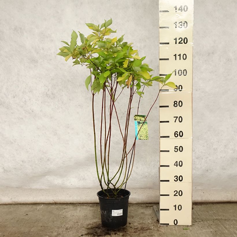 Cornus alba Aurea - White Dogwood 7.5L/10L pot sample as delivered in summer