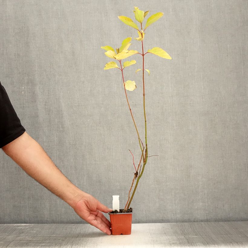 Cornus alba Aurea - White Dogwood 8/9 cm pot sample as delivered in summer