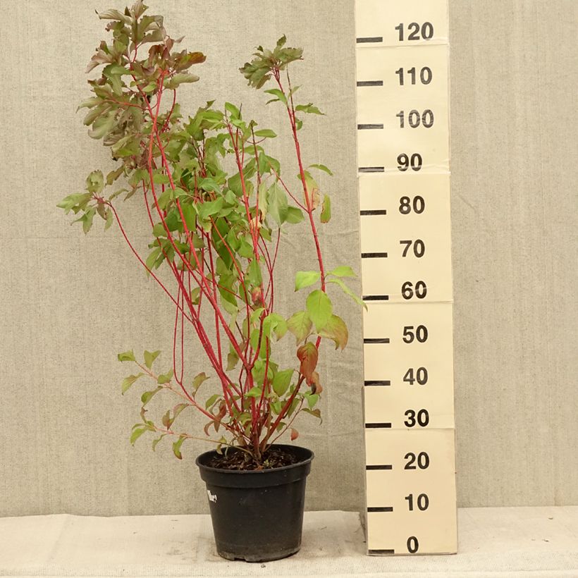 Cornus alba Baton Rouge - Red Dogwood 4L/5L pot sample as delivered in summer