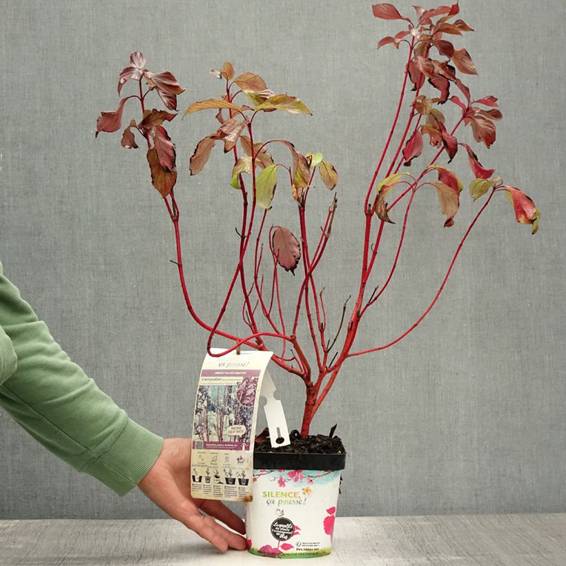 Cornus alba Baton Rouge - Red Dogwood 2L/3L pot sample as delivered in summer
